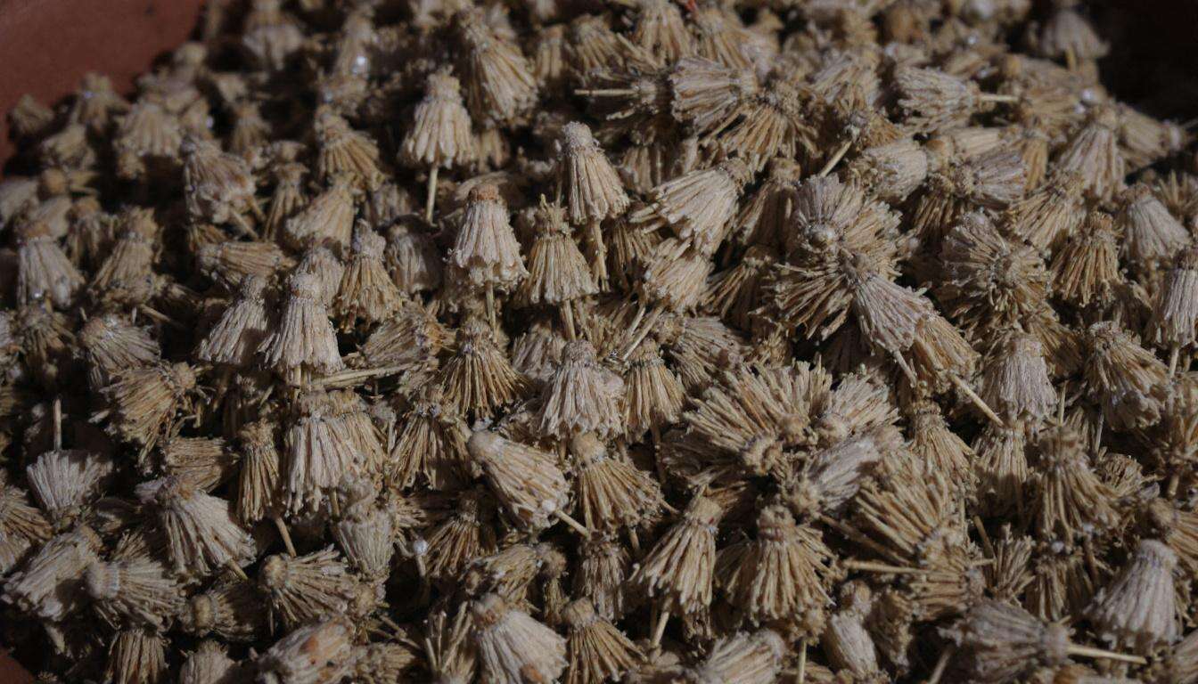 Warum Experten raten, alte Baumstümpfe im Garten besser nicht anzurühren